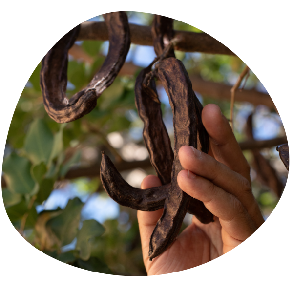 carob