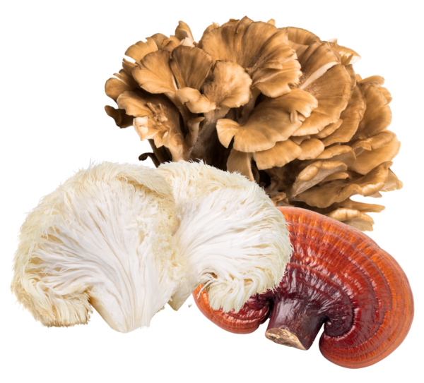 functional mushrooms range
