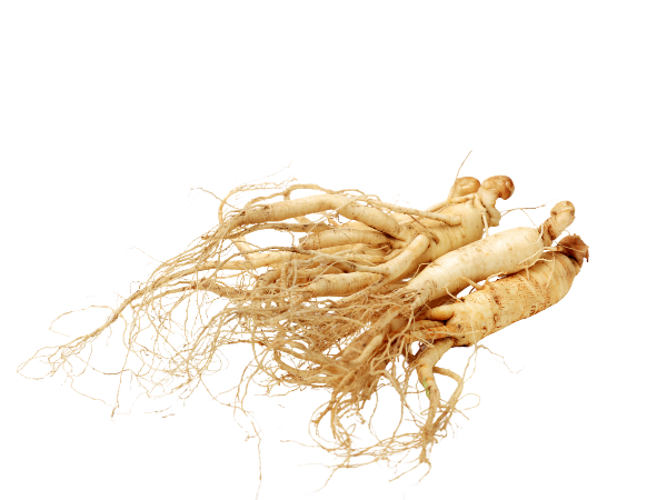 Ginseng