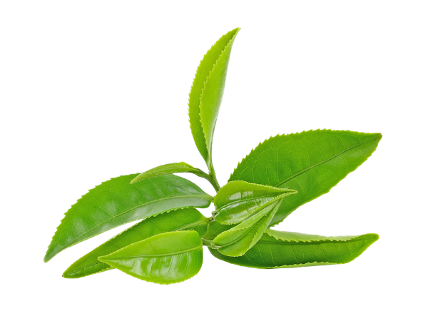 Thé vert