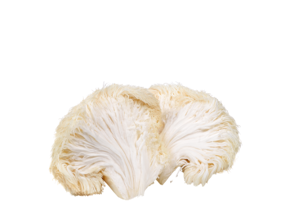 Lion's Mane