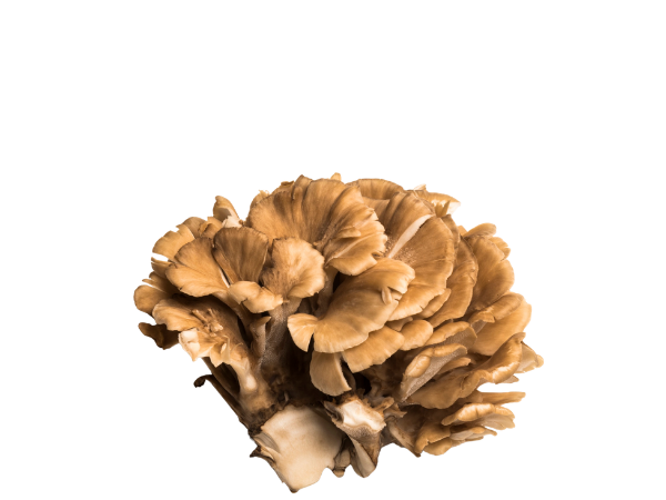 Maitake