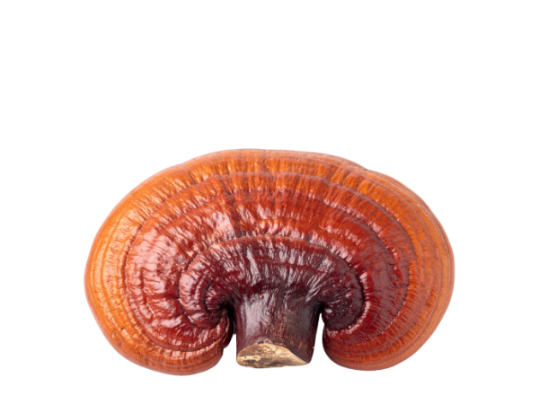 Reishi