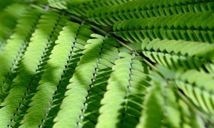 acacia leaf as background / acacia leaf as background for desktop wallpaper