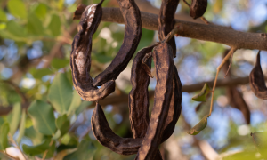 carob pod