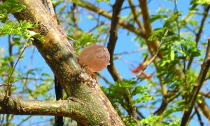 acacia gum