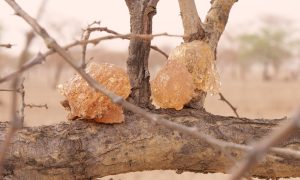 acacia gum